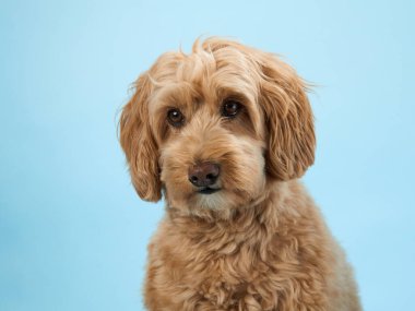 Kıvırcık kürklü bir Labradoodle önünüze bakar, açık mavi bir arkaplanda..
