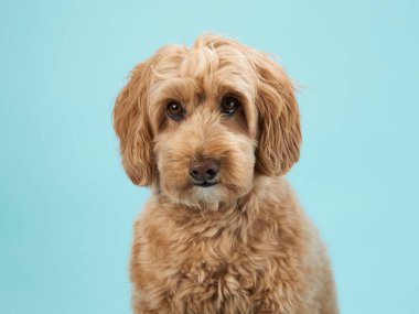 Kıvırcık kürklü bir Labradoodle tuhaf bir ifadeyle oturur, dümdüz ileriye bakar, açık mavi bir arkaplan üzerine kuruludur..