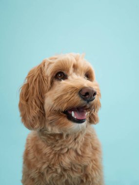 Kıvırcık kürklü bir Labradoodle kafasını hafifçe yana eğmiş, açık mavi bir arka plana bakıyor..