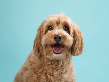 Kıvırcık kürklü tebessümlü bir Labradoodle, açık mavi bir arka plana kurulmuş..