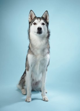 A Siberian Husky sitting attentively on a blue background, capturing its sharp features and pointed ears. The contrast of its black and white coat against the backdrop clipart