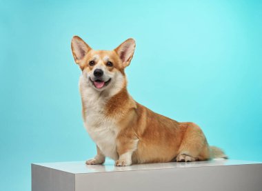 Bir Corgi, mavi bir masada, pastel mavi bir arka planda şakacı bir şekilde oturur. Köpeğin hareketli ifadesi ve rahat duruşu neşeli ve davetkar bir kompozisyon oluşturur..