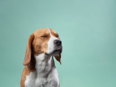 Sakin bir ifadeye sahip bir Beagle yumuşak yeşil bir arka plana karşıdır. Köpekler onun yumuşak tavırlarını ve pürüzsüz paltosunu vurgular..