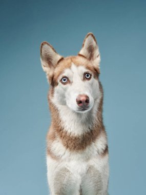 Sibirya 'lı bir Husky, burnunun üzerinde canlı mavi bir arka planla dengelenmiş bir ikramda bulunurken yukarı bakar. Görüntü, eğitimli odaklanma ve oyuncu tavrını yakalar..