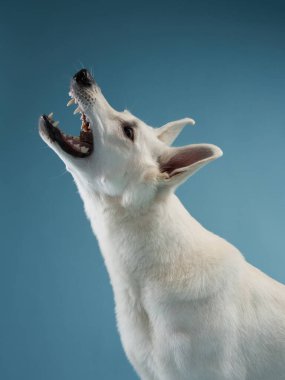 Beyaz bir Alman kurdu mavi bir arka planda dikilirken, etkileyici kişiliğini göstererek uluyor. Temiz ortam köpeklerin enerjisini ve ses yapısını ön plana çıkarıyor..