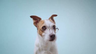 Bir Jack Russell Terrier kafasını yumuşak mavi eğimli bir arka plana doğru eğiyor, meraklı ve sevimli görünüyor. Görüntü, köpeğin meraklı ifadesini ve sakin tavrını yakalar..