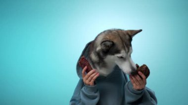 Bir Husky mavi bir arka planda otururken iki aperatif parçayı güvenli bir şekilde elinde tutar. Sahne, köpekleri güçlü ve neşeli bir şekilde yakalar..