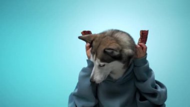 İri yarı bir adam mavi arka planda iki aperatif parçası tutuyor. Poz köpeklerin enerjik ve eğlence düşkünü kişiliklerini gözler önüne seriyor..