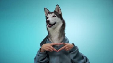 Bir Husky mavi arka planda otururken pençeleriyle bir kalp şekli yaratır. Poz, köpeklerin sevecen ve oyuncu kişiliklerini ön plana çıkarıyor..
