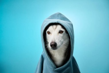 Kapüşonlu bir Sibirya Husky 'si açık mavi arka planda sakin bir ifadeyle oturur. Rahat duruş ve huzurlu hava, köpeklerin oluşturduğu karakterin göstergesi..