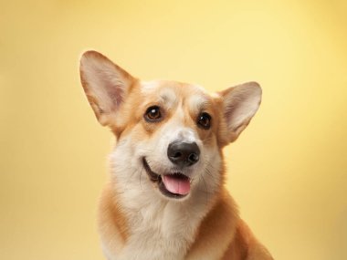 Bir Corgi, yüzünde mutlu bir ifadeyle sarı bir arkaplanda oturuyor. Köpek neşeli ve enerjik görünüyor..