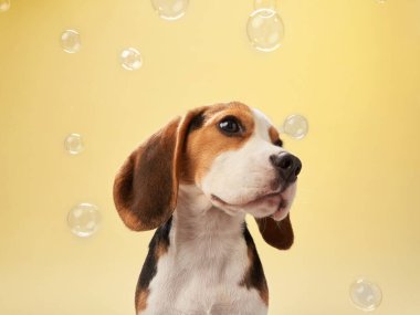 Bir Beagle sarı arka planda kabarcıklarla çevriliyken tuhaf bir ifadeyle yukarı bakar..