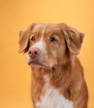 Bir Nova Scotia Duck Tolling Retriever 'ın portresi turuncu bir arka planda, köpeğin sakin ve sakin ifadesini yakalıyor. Köpeğin dingin görünüşü portreye huzur katıyor..