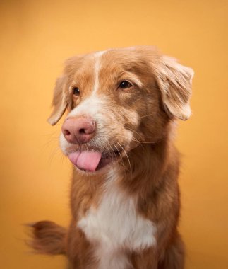 Bir Nova Scotia Duck Tolling Retriever, turuncu bir arka planda yer alan dilini şakacı bir şekilde uzatır. Oyuncu bir jest portreye eğlenceli ve neşeli bir dokunuş katar..