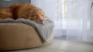 Bir Nova Scotia Duck Tolling Retriever, yumuşak bir yatakta dinleniyor, sakin ve sakin bir tavır sergiliyor. Samimi ortam onun barışçıl doğasının altını çiziyor..