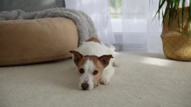 Jack Russell Terrier diye biri evin içinde bir pencerenin yanında yatıyor, doğal ışıkla yıkanmış. Sakin ortam, köpekleri huzurlu ve rahat bir duruş sergiliyor..
