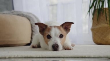 Bir Jack Russell Terrier içeride yerde huzur içinde uzanıyor ve etrafını seyrediyor. Rahatlatıcı konum ve sakin tavır sahneyi rahatlatıyor..