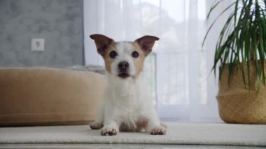 Jack Russell Terrier 'ın kapalı bir yerde halıya uzanmış görüntüsü özenli ifadesini yakalar. Samimi manzara, rahat bir ev ortamında köpeklerin rahat duruşunu vurguluyor..