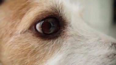 Bir köpeğin gözünün yakın çekimi onun uyanıklığını ve nazik ifadesini vurgular. Samimi perspektif, iç mekandaki duygusal bakışları ve dingin manzarayı yakalar..