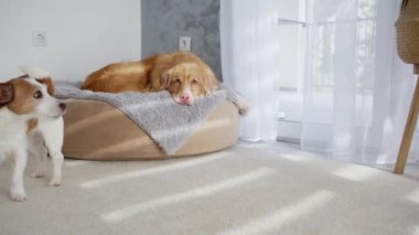 Jack Russell Terrier ve Nova Scotia Duck Tolling Retriever, sakin ve sakin bir atmosferin tadını çıkararak, kapalı bir yerde rahat bir yatak paylaşıyorlar. Huzur ortamı bağlarını vurguluyor.