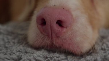 Gri bir battaniyeye uzanmış pembe bir köpeğin yakın plan görüntüsü. Ayrıntılı görüş, hayvanın dokusunu ve barışçıl duruşunu vurgular.