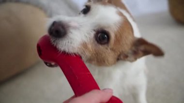 Küçük bir köpek evde dinlenirken kırmızı bir oyuncak çiğner. Neşeli an, köpeklerin rahat bir ortamda enerji ve memnuniyetini yakalar..