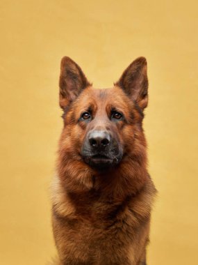 Sarı arka planda sakin ve odaklanmış bir ifadeye sahip bir Alman çoban köpeği portresi. Işıklandırma, köpeklerin parlak ceketini ve dik kulaklarını basit ama çarpıcı bir kompozisyonda ön plana çıkarıyor..