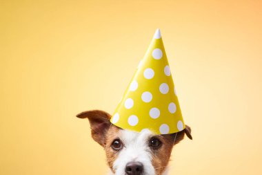 Küçük bir Jack Russell Terrier turuncu bir fonda poz verirken sarı bir parti şapkası takıyor. Canlı fotoğraf, köpeklerin meraklı ve oyuncu tavırlarını vurguluyor..