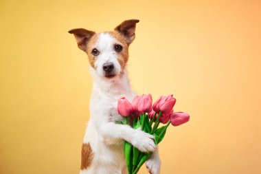 Bir Jack Russell Terrier sarı arka planda poz verirken pembe çiçekleri tutuyor. Neşeli ve renkli portre köpeklerin neşeli ve büyüleyici kişiliklerini yakalıyor..