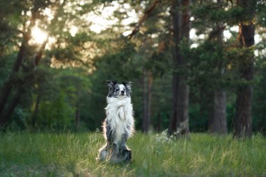 Güneş batarken bir Border Collie ormanın içinde huzur içinde duruyor ve sıcak bir parıltı saçıyor. Köpekler sessiz duruş ve yumuşak akşam ışığı uyumlu bir sahne yaratır..