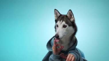 Bir Husky, basit bir mavi arka planda otururken atıştırmanın tadını çıkarır. Sahne, köpeklerin rahat ve içerik ifadesini vurguluyor.