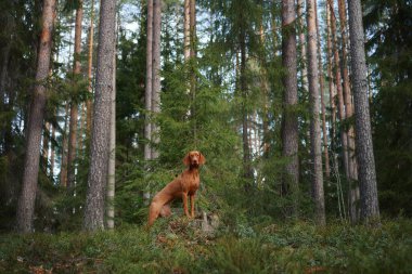 Canlı yeşil bir ormanda, yumuşak güneş ışığı altında dimdik duran bir Viszla. Köpeğin dikkatli duruşu, onun sakin çevreyle olan bağlantısını vurgular..
