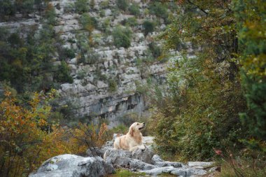 Bir Nova Scotia Duck Tolling Retriever yeşillik ve kayalıklarla çevrili kayalık arazide dinlenir. Barışçıl ve vahşi ortam köpeklerin sakin duruşunu çerçeveliyor..