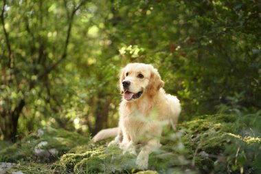 Canlı yeşillik ve benekli ışıkla yemyeşil ortamın tadını çıkaran bir Golden Retriever. Sahne, köpekleri neşeli bir ifade ve açık hava manzarasının güzelliğini yakalar..
