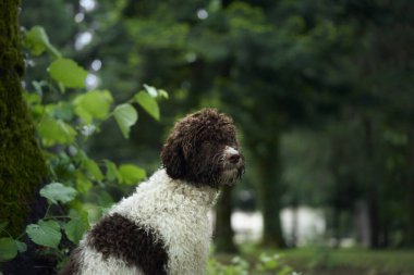 Bir Lagotto Romagnolo etrafındaki yoğun yeşilliklerle ormanın kenarını keşfeder. Köpeğin neşeli merakı, barışçıl doğal çevre tarafından tamamlanır..