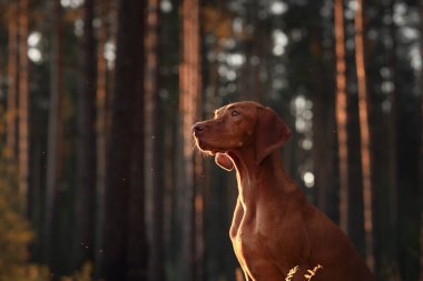 Bir Macar Viszla ormanın sıcak parıltısının altında dikkatlice oturur. Yumuşak ışıklandırma ve yoğun ağaçlar köpeğin zarif siluetini çerçeveler..