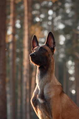 Bir Belçikalı Malinois ağaçların arasından gün batımının altın renkleri parlarken bir ormanda dimdik ayakta duruyor. Bu kompozisyon, doğal ortamda köpeğin zarafetini ve gücünü yakalar..