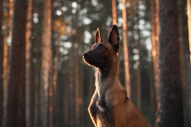Bir Belçikalı Malinois ağaçların arasından gün batımının altın renkleri parlarken bir ormanda dimdik ayakta duruyor. Bu kompozisyon, doğal ortamda köpeğin zarafetini ve gücünü yakalar..