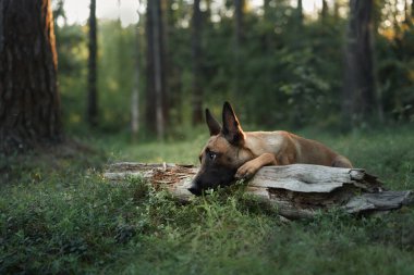 A Belgian Malinois lays calmly on the forest floor surrounded by greenery. The serene atmosphere reflects the harmony of the dog with its environment. clipart