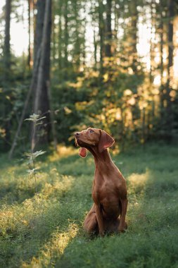 Bir Macar Viszla, altın ışıkla aydınlatılmış bir ormanda huzur içinde oturur. Sıcak tonlar ve doğal ortam köpeğin sakin varlığını vurguluyor..