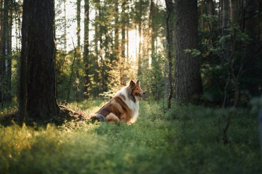 Bir Rough Collie, uzun ağaçlarla çevrili güneşli bir ormanda sakince yatar. Barışçıl çevre, köpeğin doğal güzelliğini arttırır..