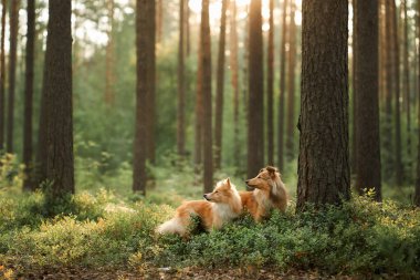 Etrafı yeşilliklerle çevrili sakin bir ormanda yan yana yürüyen iki Collie. Huzurlu ortam, onların arkadaşlığını ve doğayla bağlantısını vurguluyor..
