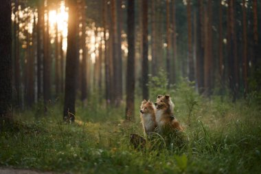 Sabah güneşi ağaçların arasından süzülürken iki Sheltie, sakin bir ormanda yan yana oturuyordu. Sahne, aralarındaki bağı ve doğanın barışçıl güzelliğini vurgular..