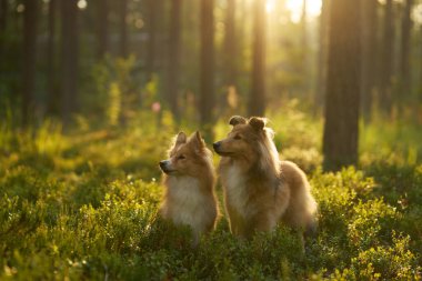 İki Collie yan yana oturup güneşli bir ormanda aynı yöne bakıyor. Huzurlu sahne, onların arkadaşlığını ve doğal çevreyle olan bağlantılarını yakalar..
