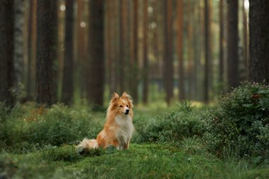 Uzun ağaçlarla çevrili güneşli bir ormanda zarif bir şekilde oturan bir Collie. Sakin sahne köpeklerin zarif duruşunu ve doğayla bağlantısını vurguluyor..