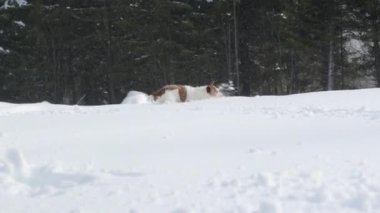 Bir Jack Russell Terrier, aktif ve maceraperest doğasını gözler önüne sererek karlı bir ormanda enerjik bir şekilde koşar..