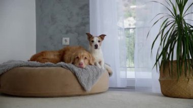 Jack Russell Terrier ve Nova Scotia Duck Tolling Retriever aynı yatağı paylaşıyor. Huzurlu bir ortam onların huzurlu anlarına ekleniyor..