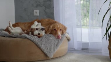 Jack Russell Terrier ve Nova Scotia Duck Tolling Retriever kapalı bir yatakta dinleniyor ve sakin bir arkadaşlık duygusu sergiliyorlar. Sıcak atmosfer, dingin duruşlarını geliştirir..