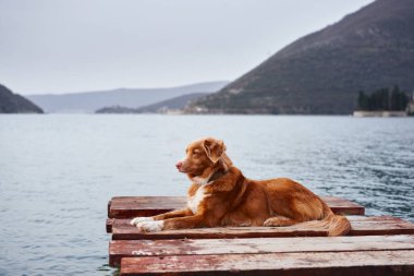 Bir Nova Scotia Duck Tolling Retriever, ahşap bir rıhtımda, sakin bir rıhtım ve uzak dağların arkasında yatıyor. Fotoğraf köpeğin rahat duruşunu ve sakin çevresini ön plana çıkarıyor..