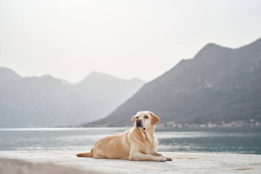Bakışları sakin denize ve dağlık ufka yönelmiş bir Labrador Retriever rıhtımda yatıyor. Fotoğraf köpeklerin rahat halini ve çevrenin huzurunu yakalar..